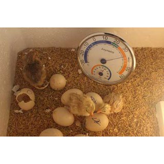Máy Ấp Trứng Ánh Dương P100