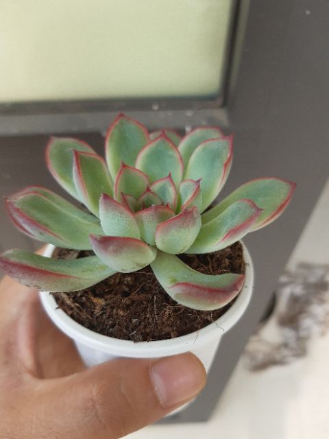 Sen đá viền đỏ