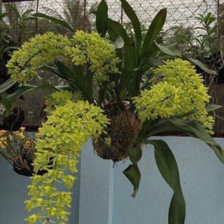 VŨ NỮ HOÀNG HẬU CÂY GIỐNG