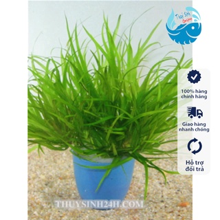 Cây thuỷ sinh Cỏ nhật (không cẩn co2)