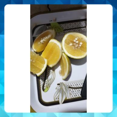 Cam xoàn nguyên trái vườn vĩnh long trồng bao ngon ngọt