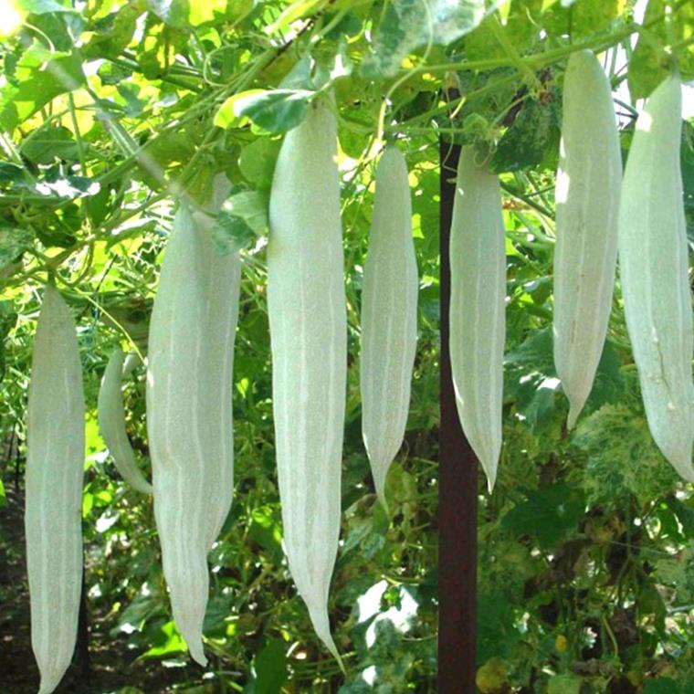 Hạt Giống Khổ Qua Tây  - Dễ Trồng, Bổ Dưỡng - MUA 3 TẶNG 1 CÙNG LOẠI