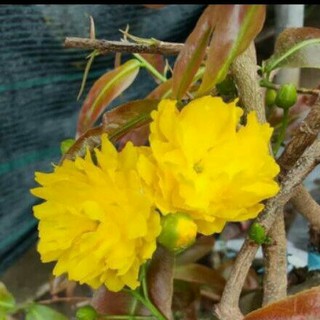 Giống mai vàng huyết long