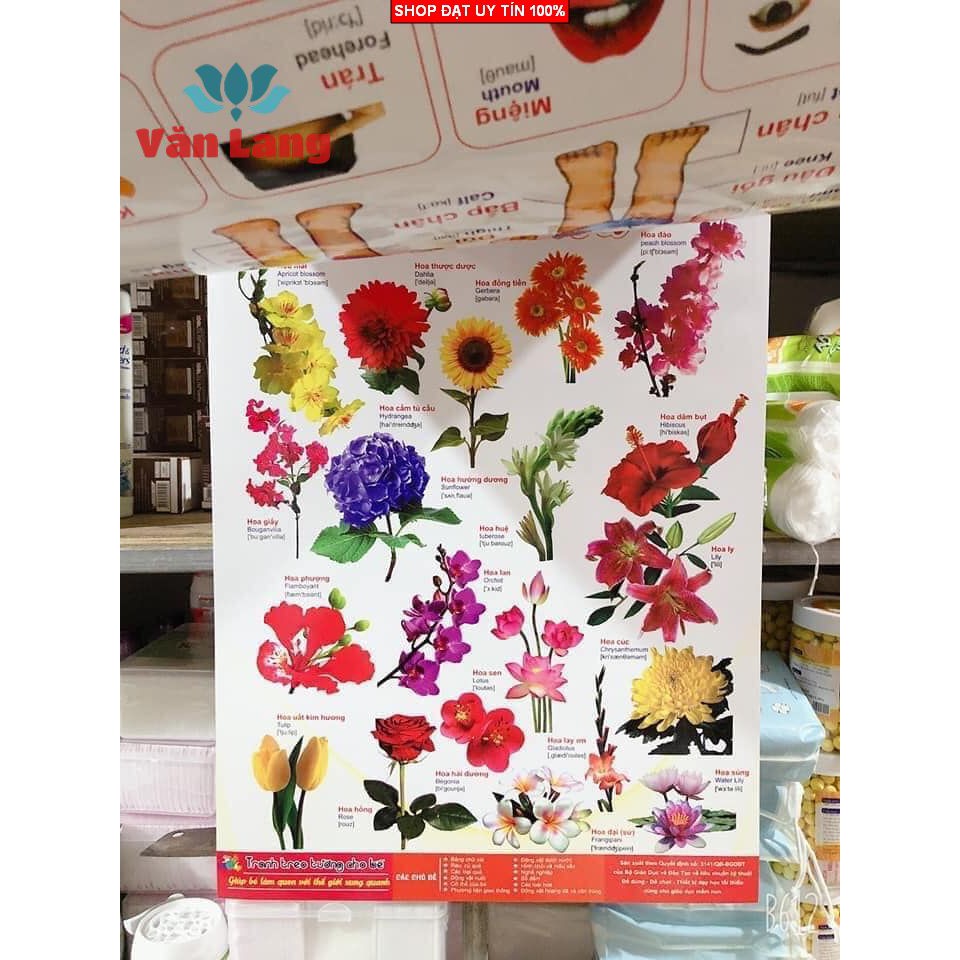 Bộ Tranh treo tường, Học song ngữ, học bảng chữ cái 12 Chủ đề kích thước 40 x 60 cm