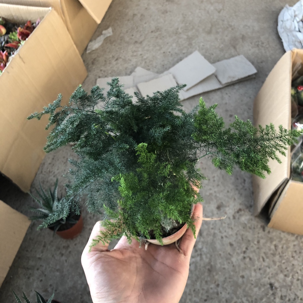 Cây thủy tùng - thủy tùng cao 15cm lá xanh tươi mang phong thủy tốt trang trí bàn làm việc