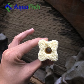 Combo 10 Sứ Thanh Hoa Mai (vật liệu lọc nước hồ cá)