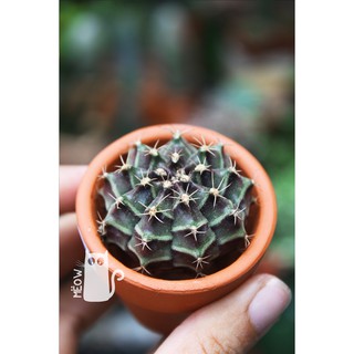 XƯƠNG RỒNG GYMNO NHỎ