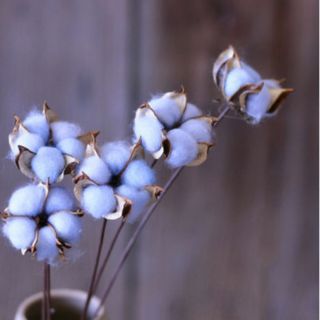 Hoa bông gòn- hoa cotton thật