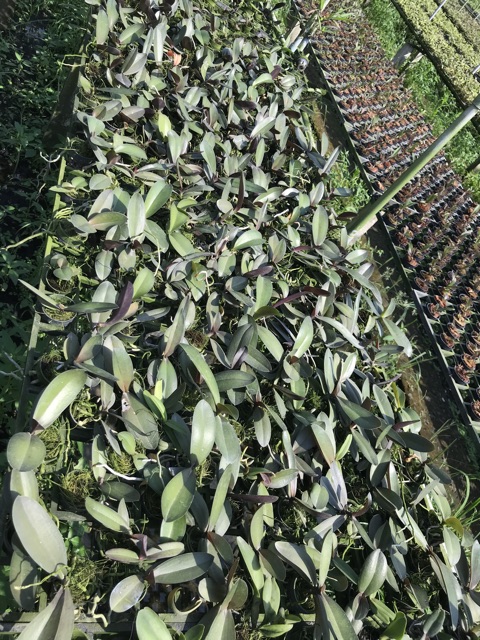Cây giống hồ điệp