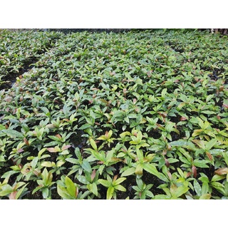 THD nano đồng trị vàng lá thối rể