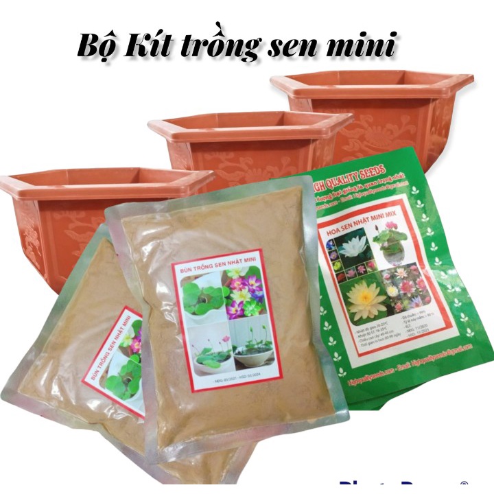 Kít trồng Sen mini - Sen cảnh