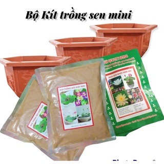 Kít trồng Sen mini - Sen cảnh