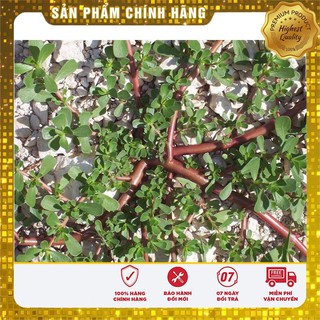 Hạt giống rau sam -sâm đất LUCKY SEEDS