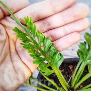Dương xỉ xương cá (Asplenium x Kenzoi)
