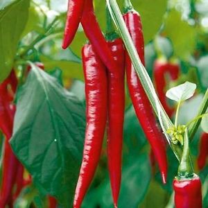 Hạt ớt chỉ địa siêu dài, siêu cay