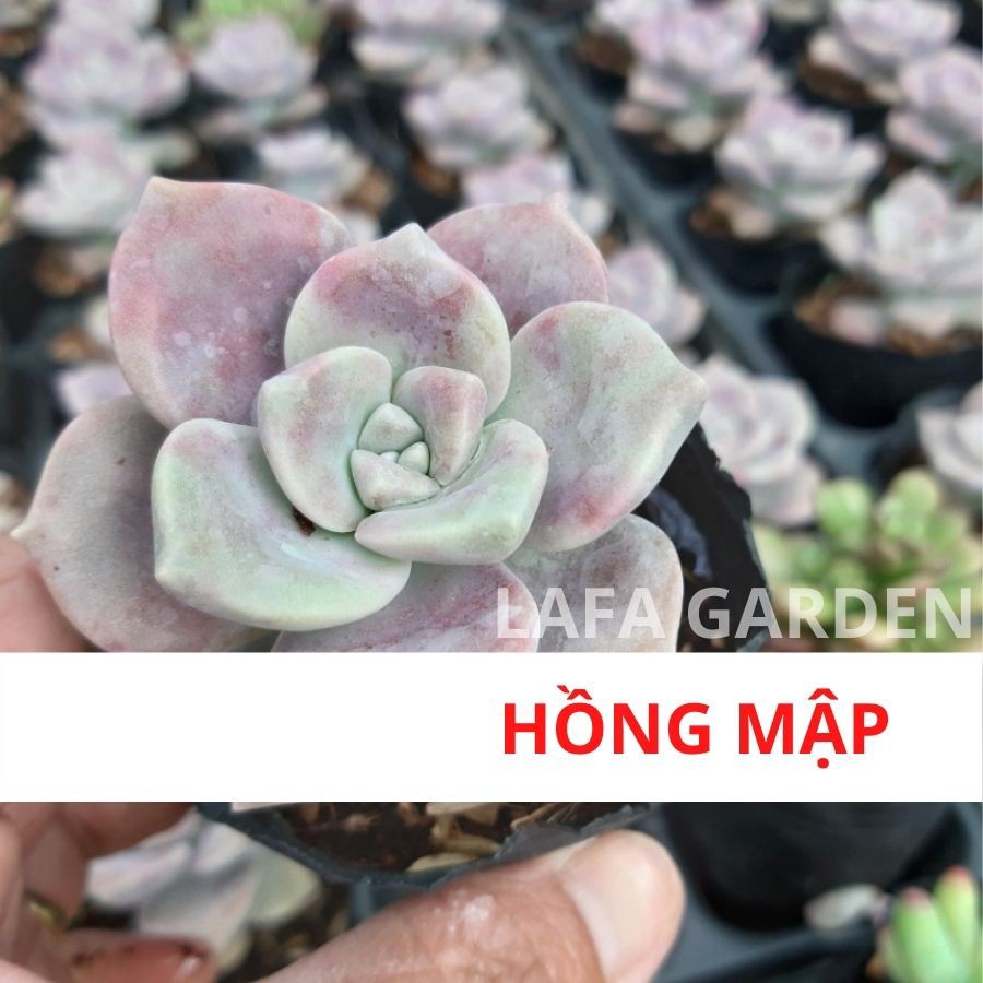 Cây sen đá hồng mập LAFA GARDEN loại sen đá có sức sống mạnh mẽ