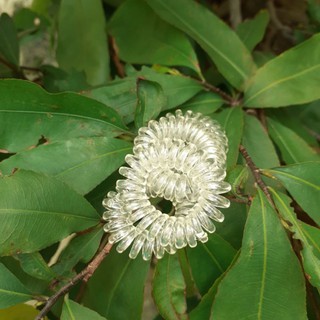 Dây cột tóc lò xo trong suốt (cở nhỏ 2cm)