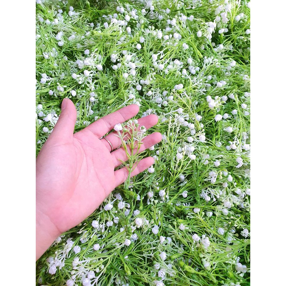 100gr cỏ điểm đầu bông bi