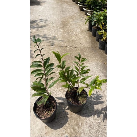 Hoa mai Siêu Bông Sài Gòn loại mini_cây ghép chuẩn