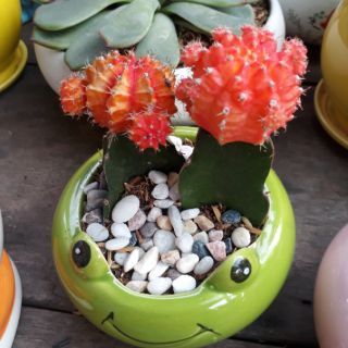 💟  Cây sen đá để bàn kèm chậu 💦