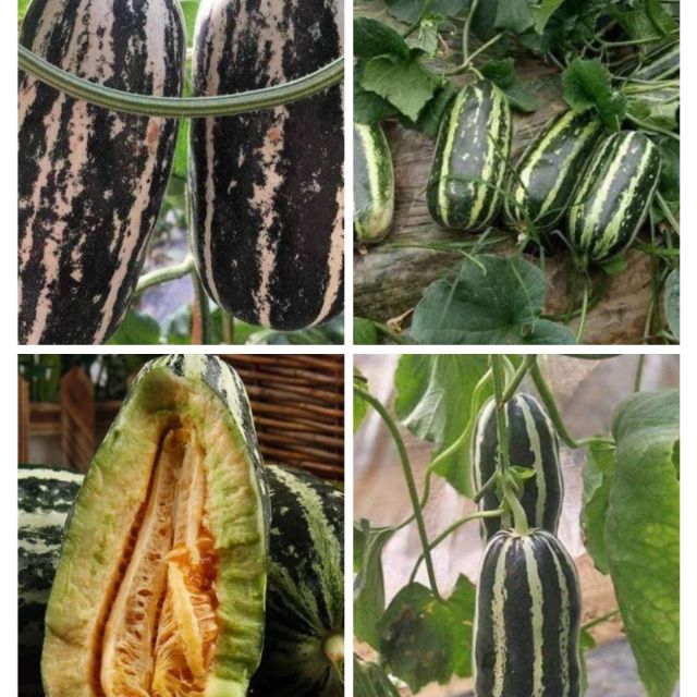 Hạt giống dưa bở titan