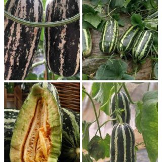 Hạt giống dưa bở titan