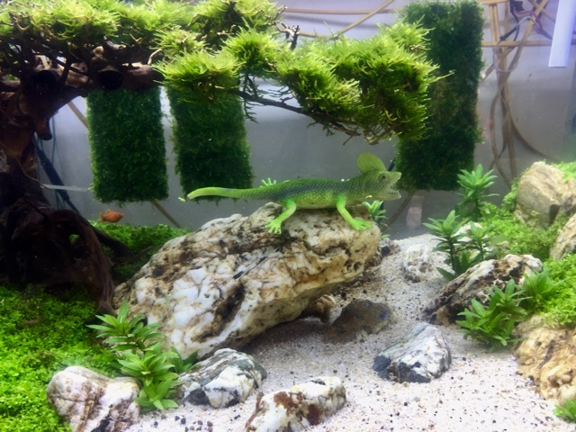 Bể cá Cây bonsai suối nước