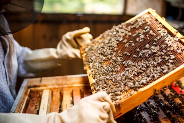 1Lit Mật ong hoa cà phê nguyên chất đăk lăk . Cam kết  mật ong nhà làm, nguyên chất không pha đường .