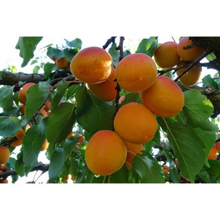 Cây giống mơ