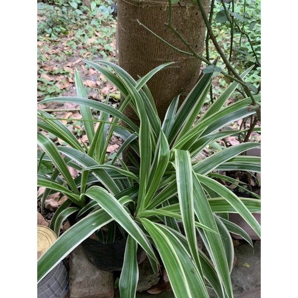 Cây dây nhện, cỏ lan chi