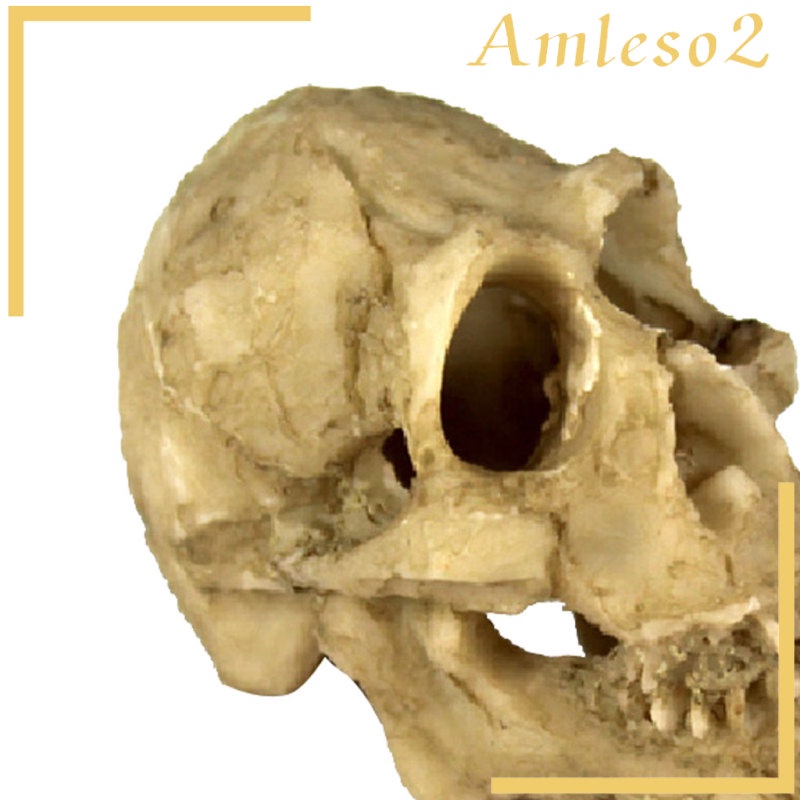 Đầu lâu / hang động rắn dùng làm đồ trang trí môi trường sống cho bò sát