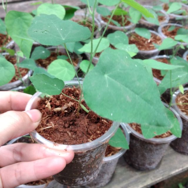 Combo 5 Cây giống  sâm lông  ( sương sâm)
