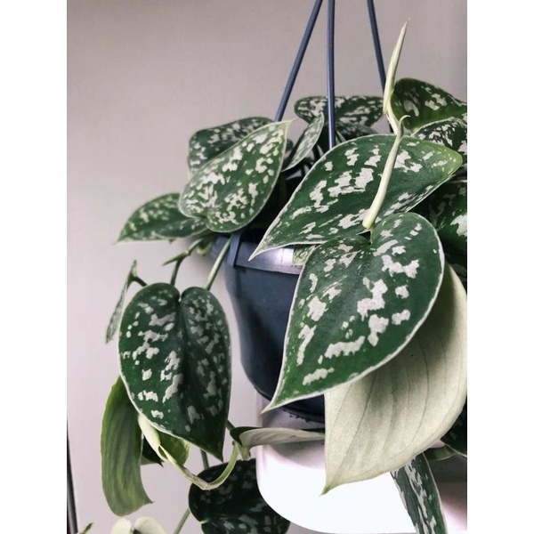 Chậu treo Pothos Satin- Trầu bà Pháp