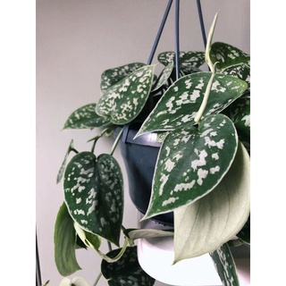 Chậu treo Pothos Satin- Trầu bà Pháp