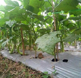 1gram- Hạt giống cà xanh Thái siêu dài