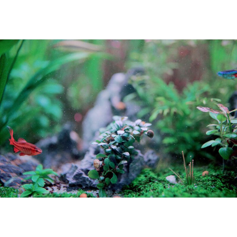 Cây thủy sinh Bucep MIX