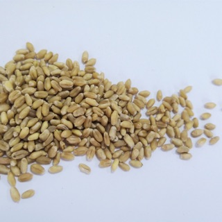 Hạt giống cỏ mèo hàng Thái