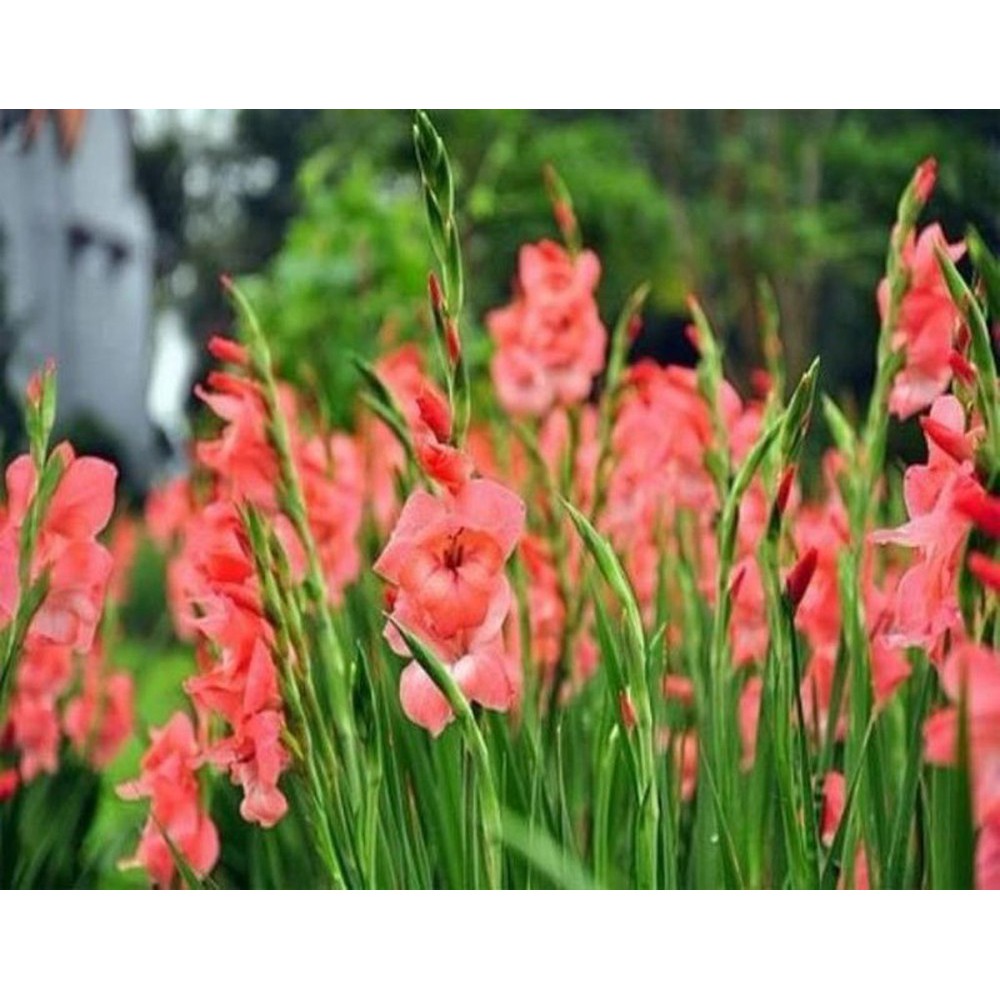 Củ giống hoa lay ơn - Tặng gói hạt ngẫu nhiên