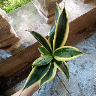 Cây lưỡi mèo vàng