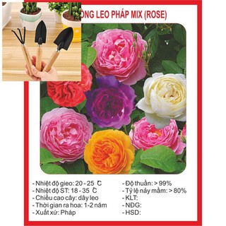 Hạt Giống Hoa Hồng Leo Mix 20 Hạt TẶNG BỘ LÀM VƯƠN MINI