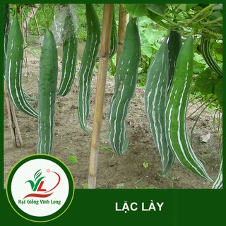 Hạt giống Lặc lày RD 248 - 5 hạt