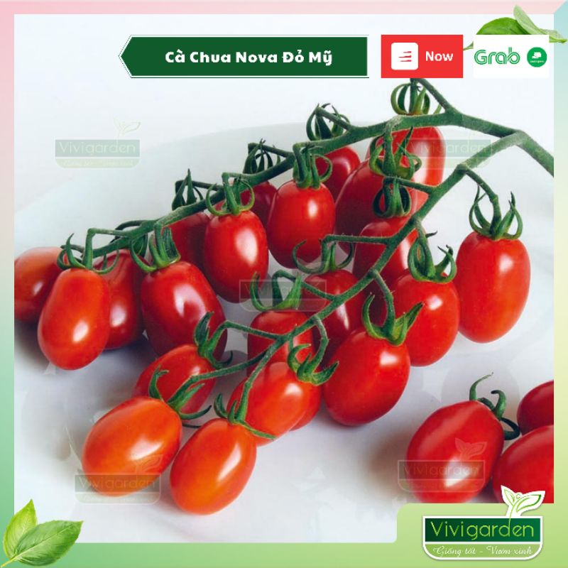 Hạt giống cà chua Nova đỏ siêu ngon, giống hữu cơ Johnny Seeds chịu nhiệt tốt ngọt ngào và đặc ruột