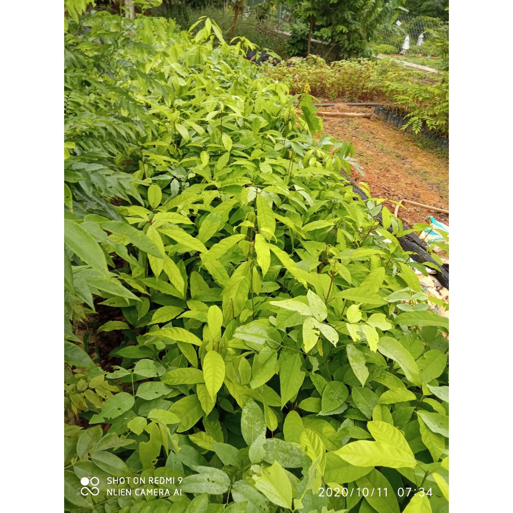 Cây Sang giống cao 50cm