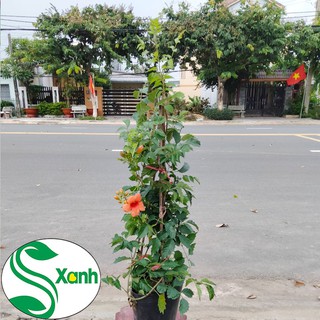 Hoa Leo Lan Tiêu Màu Cam