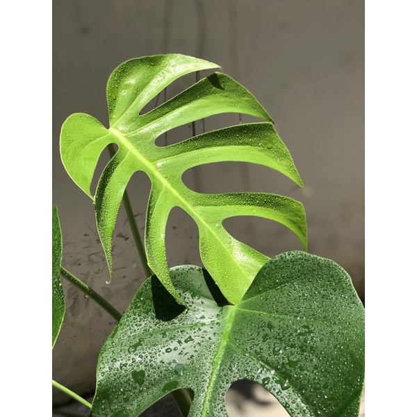 Trầu bà | Monstera brazilian common form