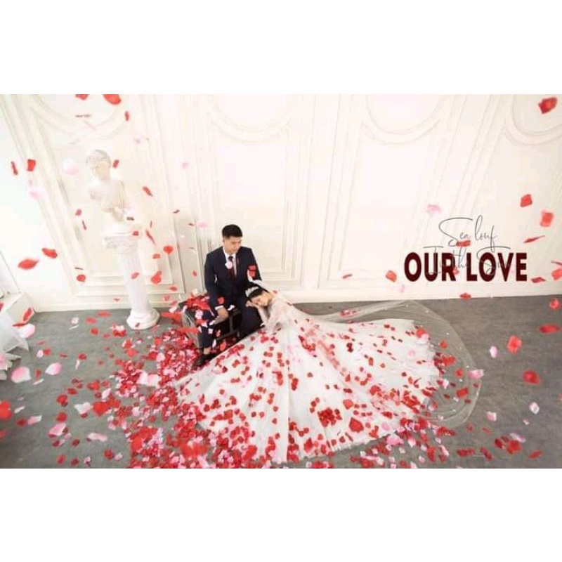 cánh hoa hồng chụp hình