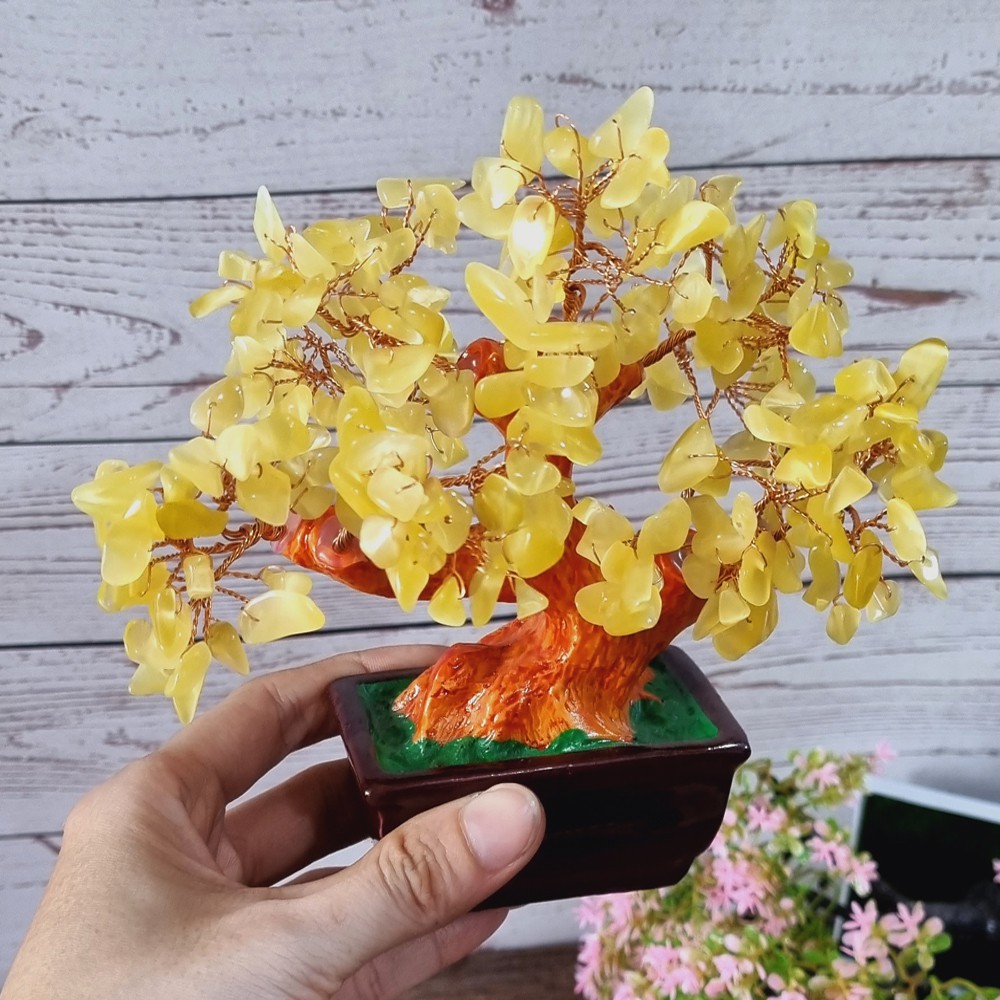 Cây tài lộc đá Mắt Mèo 16cm