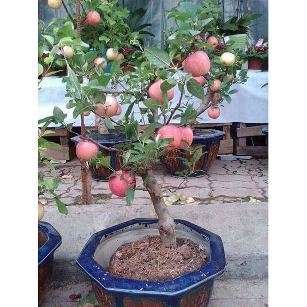 COMBO 5 gói hạt giống táo đỏ lùn TẶNG 1 phân bón