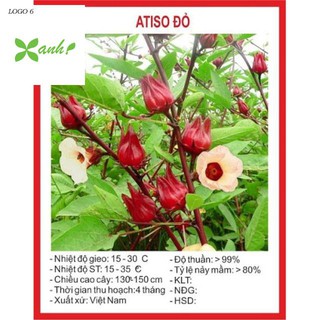 Gói 20 Hạt Giống Cây Atiso Đỏ (bụp giấm) Đà Lạt
