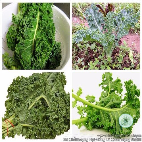 5Gr Hạt Giống Cải Xoăn Kale Xanh